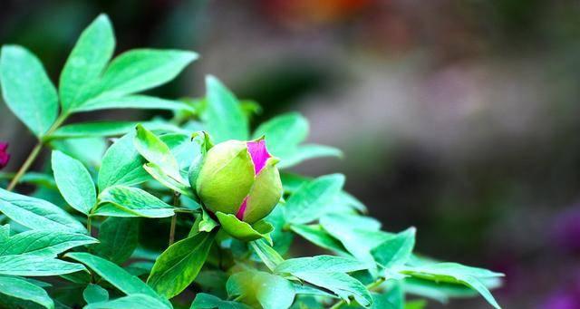 牡丹花花谢后的养护方法（如何处理牡丹花花谢后的枝条与叶子）