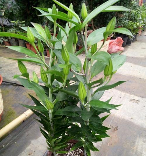 百合花的生命力（一探多年生植物的奥秘）