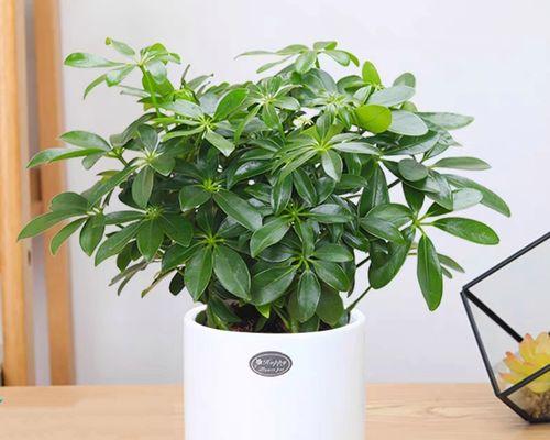 芦荟喜阳光还是喜阴？——探讨芦荟的生长环境（阳光与阴凉，哪种更适合芦荟？）