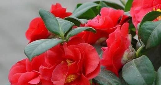 山茶花开花温度多少度？（探究山茶花开花的温度特征，）