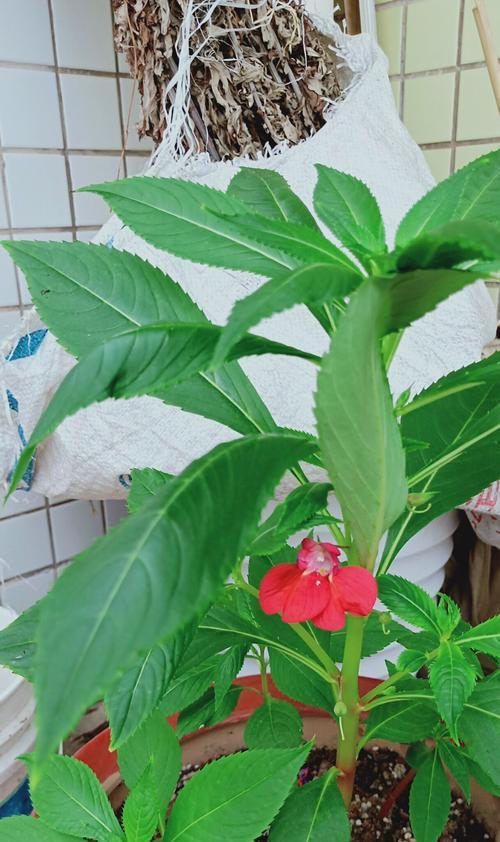 凤仙花开花季节详解（凤仙花开花的时间和环境）