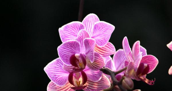 蝴蝶兰的花语和象征意义解析（用鲜花传递情感，了解蝴蝶兰的花语和寓意）