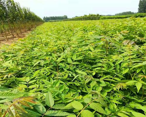 香椿苗种植全指南（适合种植的时间、方法与技巧）