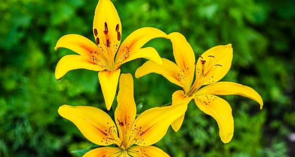 友情之花——银合欢花语（揭示银合欢花语中朋友之情的深刻含义）