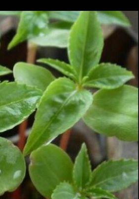 探究凤仙花的光照需求（喜阴还是喜阳？如何给凤仙花提供最佳生长环境）