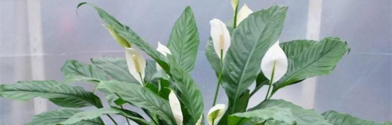 白掌花分盆指南（时间、方法和注意事项）