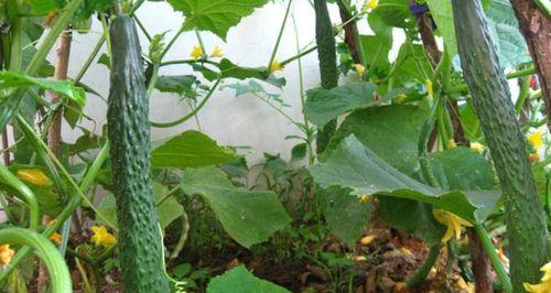 如何科学种植秋黄瓜（秋黄瓜种植时间、方法及注意事项）