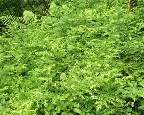 水杉是种子植物吗？——关于水杉的生物分类学探究（种子植物的特征和水杉的种子结构比较分析）