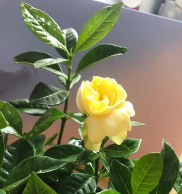 缤纷世界的黄色花卉（探寻黄色花卉的美丽与奥秘）