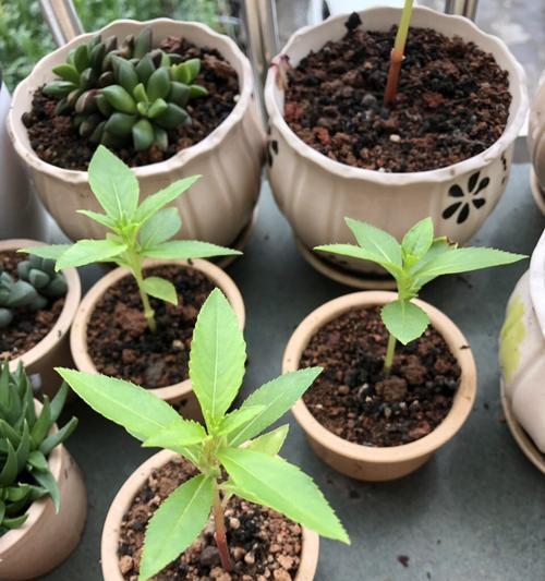 探究凤仙花的生长周期（了解凤仙花的生命周期，从这些关键节点开始）