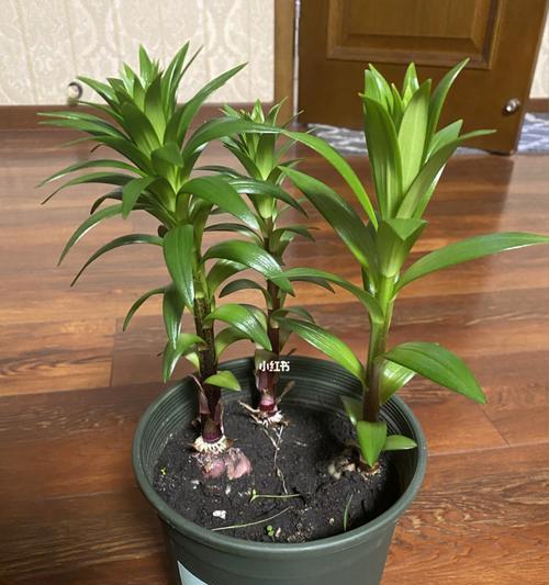 种植百合籽的技巧与注意事项（百合籽的选购、种植及养护技巧）