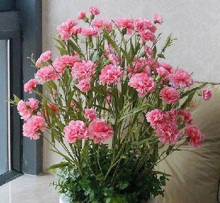在院子里种康乃馨，你需要知道的15个关键点（康乃馨种植全攻略，从选品到养护，一网打尽）