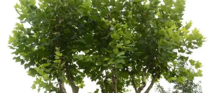 泡桐和梧桐是一种树吗？——探究泡桐和梧桐的区别