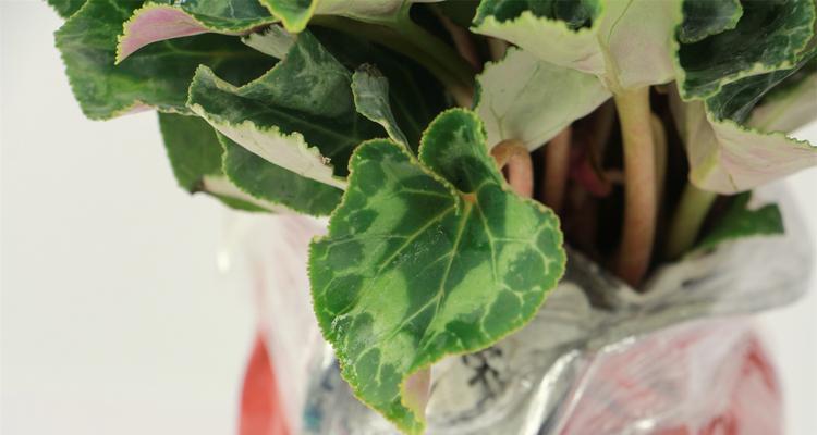 仙客来分株方法大全（轻松掌握仙客来分株技巧，让你的花园生机勃勃）