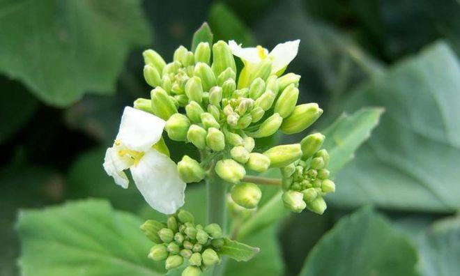 芥蓝的花能吃吗？（探究芥蓝花的食用性及其营养价值）