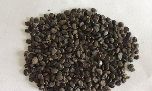 槐树种子的营养价值及食用方法（解读槐树种子的神秘面纱，科学合理食用）