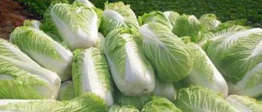 如何科学打好小白菜农药（小白菜农药防治方法与技巧，为您揭秘）