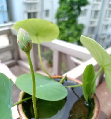 碗莲（探究碗莲的生态习性、生长特点和繁殖方法）