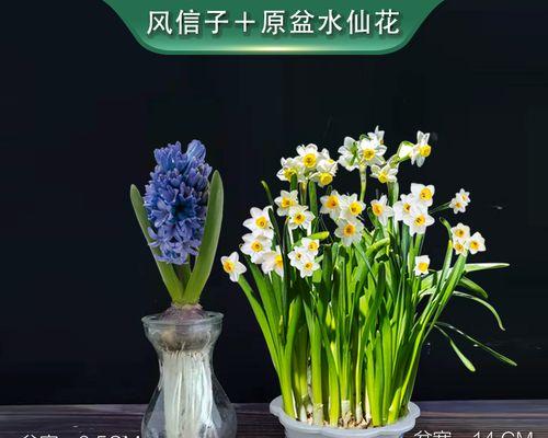 水仙种植（解析水仙水培和土培的优劣，让您轻松养出美丽水仙）