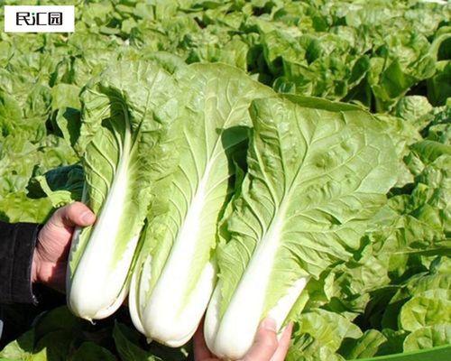 小白菜种子的种植方法详解（家庭种菜从小白菜开始，让你轻松掌握种植技巧）