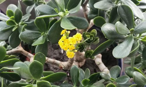 探秘玉树花开之谜——玉树会开花吗？（从颜色到形态，揭秘玉树开花的奇妙之处）