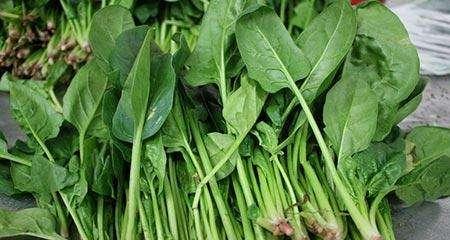 春节后适合种什么菜？（春季蔬菜品种推荐及种植技巧）
