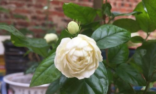 虎头茉莉的养殖方法及注意事项（打造室内清新氛围——虎头茉莉的生长技巧）