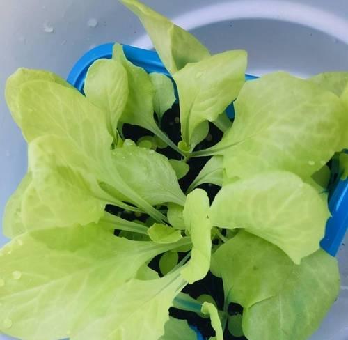 生菜的低温耐受性研究（寻找生菜最适宜的低温条件）