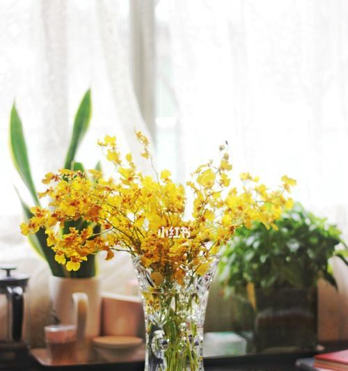 了解跳舞兰的花语与寓意，传递美好情感（跳舞兰的象征与象征意义，点亮心中的希望）