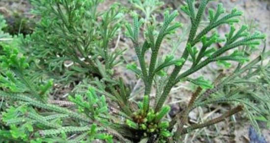 卷柏是被子植物吗？揭秘这一问题的真相！