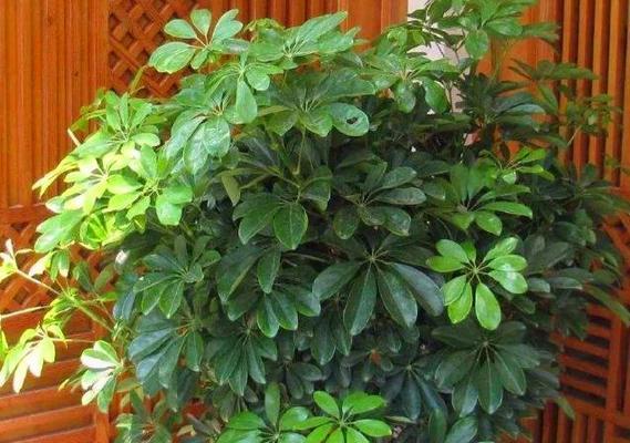 家庭清洁利器——吸灰尘的植物大盘点（室内空气净化必备，各有特点的6种植物推荐）