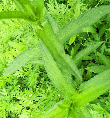 小草的代表意义（从自然、生命到人文，小草蕴含的意义）