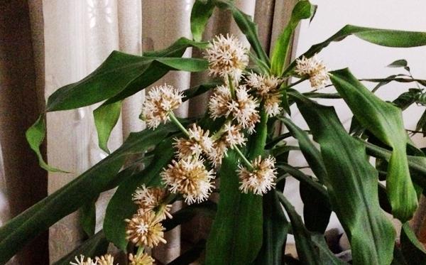 巴西木开花，引发全球瞩目（探秘巴西木花卉奇观，解密花期与花朵）