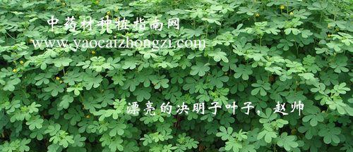 决明子的种植时间（什么时候播种最合适？）