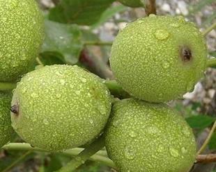 核桃南方种植指南（探索南方核桃树种植技术，让农民增收致富）