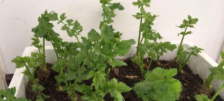 芹菜的根系特征（探究芹菜的根系结构及其生态意义）
