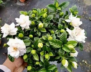 大叶栀子的开花频率（了解大叶栀子的花期及喜好）