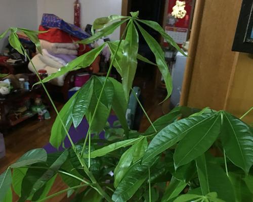 盆栽树掉叶子？别急，这里有解决方法！（从树种、养护、环境三方面分析，快来找出根源！）