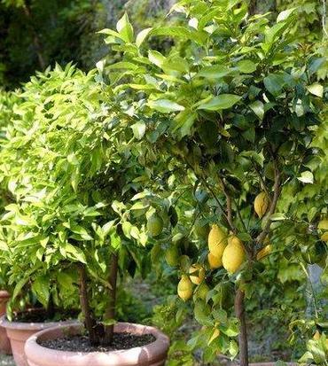 柠檬树的养殖方法及养护要点（从种植到成熟，让柠檬树好好生长）