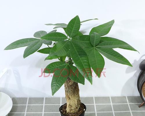 发财树小盆栽怎么养殖（室内植物如何繁衍增值）