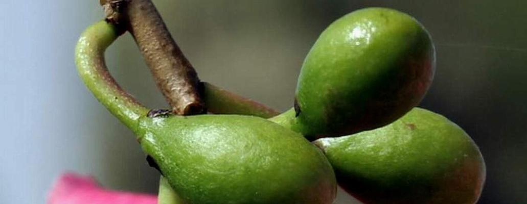 探究木棉的分类与特征（木棉是否属于被子植物？木棉的形态、生态、分布及用途）