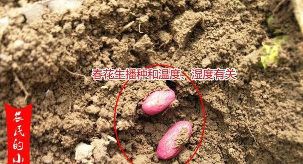 北方花生的种植技术（掌握时间，选择方法，丰收有道）