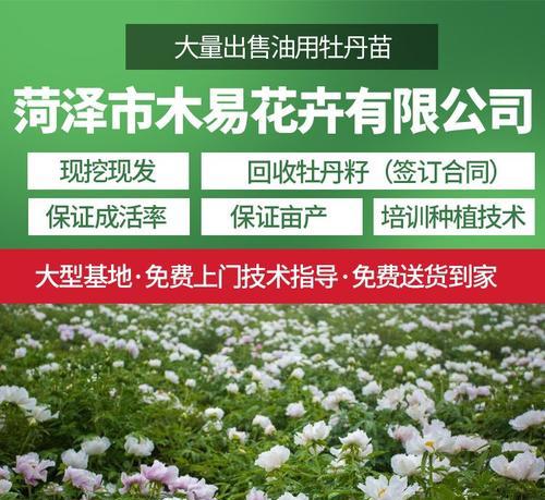 油牡丹的适宜种植地点及注意事项（打造美丽园林，用心选择油牡丹）