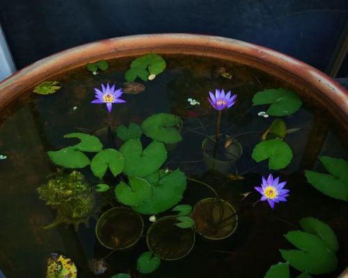 睡莲叶子烂了怎么办？15个问题解决办法，让您水下花园更美丽！（-睡莲叶子烂了）