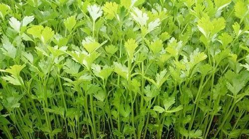 芹菜施肥全攻略（科学配方，助你丰收）