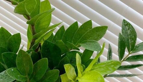 在西南方放什么植物最适合？（探讨西南方植物种植的最佳选择）