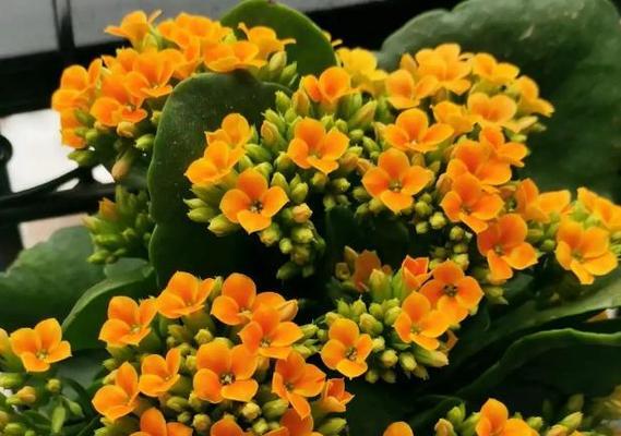 春节前适合种什么花？（为您推荐15种春节前适合种植的花卉）