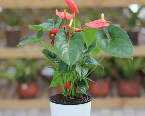 红掌花期时间长短及影响因素详解（探究红掌花盛开时间，解析影响花期的因素）