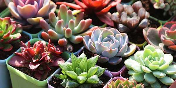 多肉植物养护全攻略（简单易行的养殖方法，让你爱上种植）