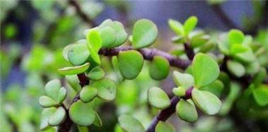 探秘“和马齿苋很像”的神秘植物（揭开植物界的“双胞胎”之谜，解锁“和马齿苋很像”的真正身份）